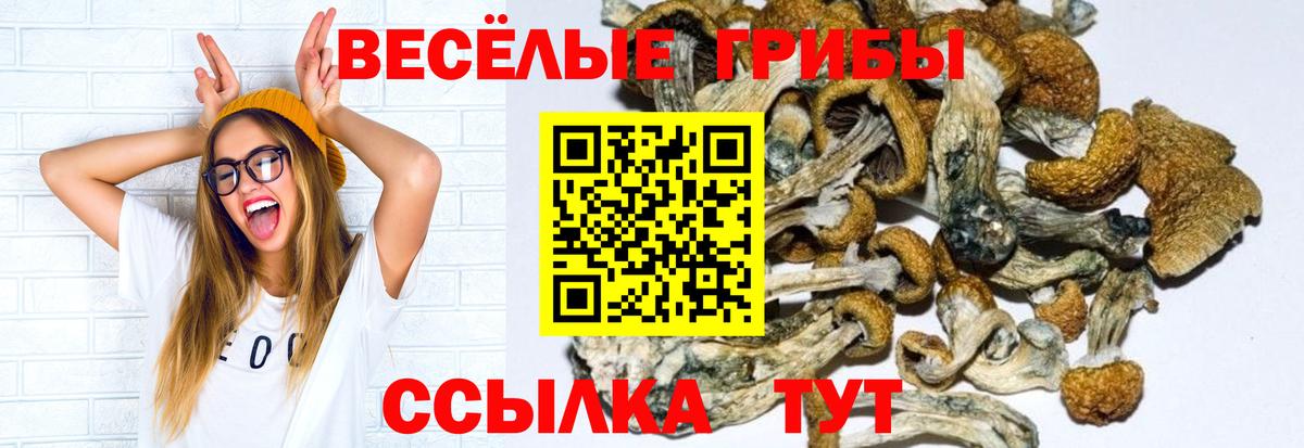 Псилоцибиновые грибы Psilocybe  Галлюциногенные грибы MAGIC MUSHROOMS  Тулун  Вход с VPN 